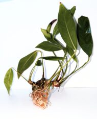 Anubias Gigantia - Image 3