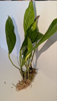 Anubias Gigantia - Image 2