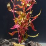 Alternanthera Lilacina