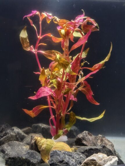 Alternanthera Lilacina