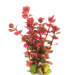 Rotala Macrandra