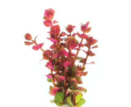 Rotala Macrandra