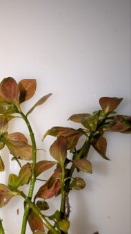Lidwigia Repens - Image 2