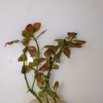 Lidwigia Repens