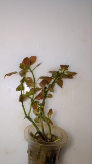Lidwigia Repens