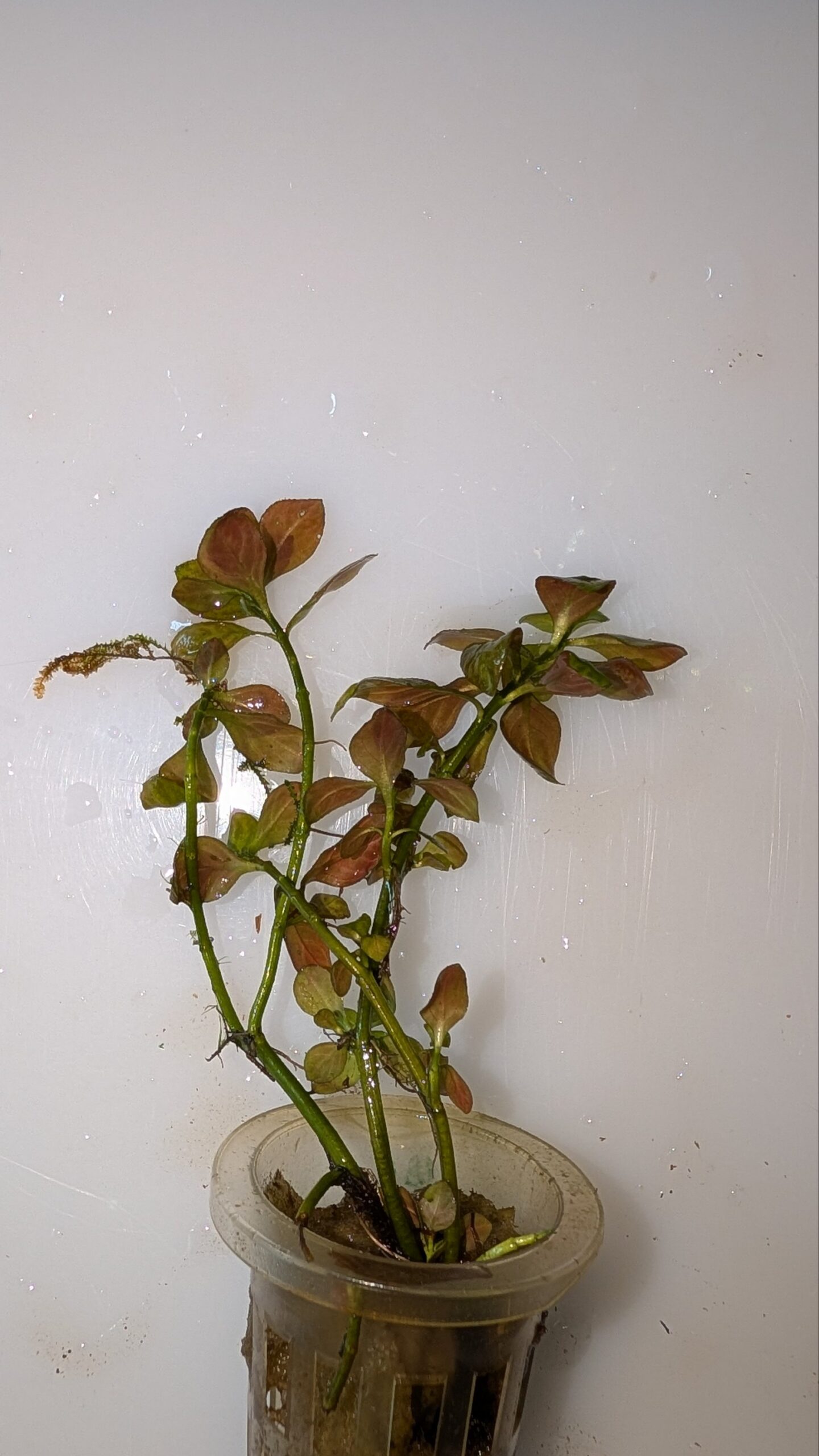 2025/09/4386-scaled.jpg Lidwigia Repens - Image 1