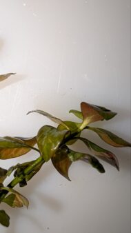 Lidwigia Repens - Image 3