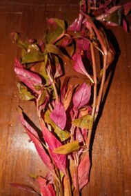 Alternanthera Lilacina - Image 3