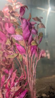 Alternanthera Lilacina - Image 2