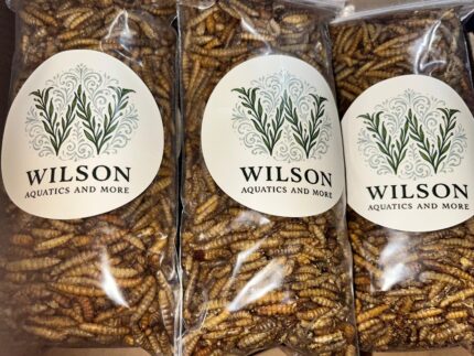 Black Soldier Fly Larvae