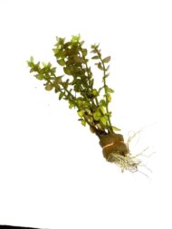 Bacopa Yellow Flame - Image 3