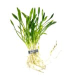 Cryptocoryne Parva (Crypt Parva / Dwarf Crypt)