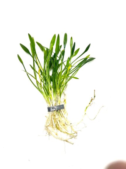 Cryptocoryne Parva (Crypt Parva / Dwarf Crypt)