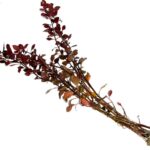 Ludwigia Triple Red