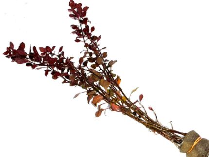 Ludwigia Triple Red