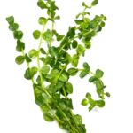 Rotala Macrandra Green