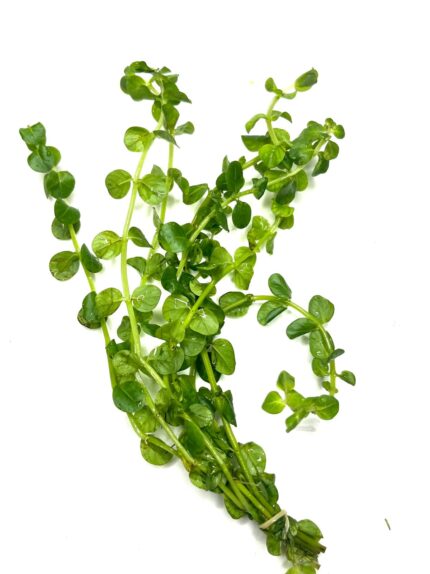 Rotala Macrandra Green