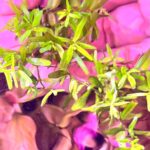 Rotala Rotundifolia