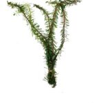 Rotala Wallichii (Whorly Rotala / Soft Needle Leaf Rotala)