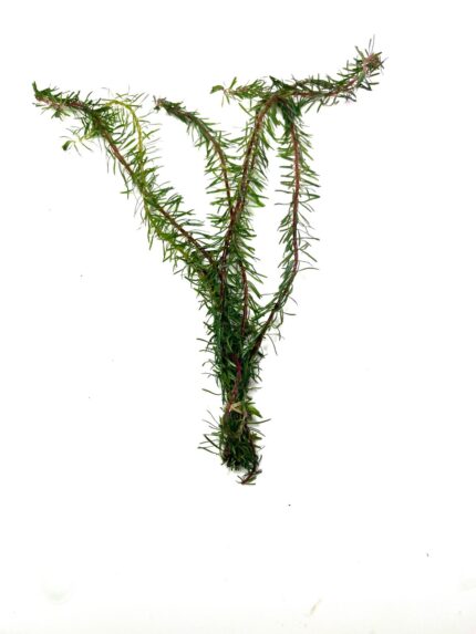 Rotala Wallichii (Whorly Rotala / Soft Needle Leaf Rotala)