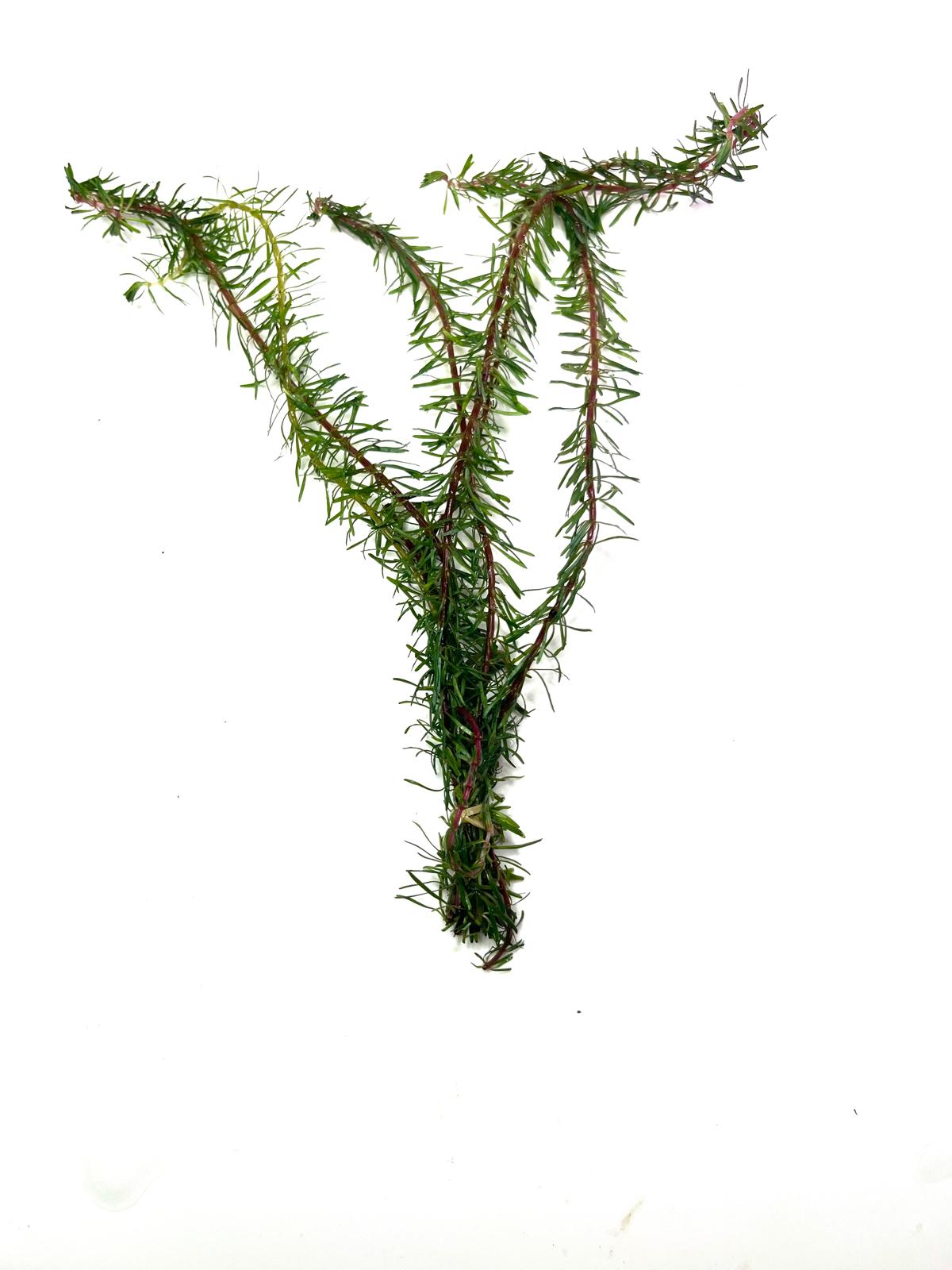 Rotala Wallachian Rotala Wallichii (Whorly Rotala / Soft Needle Leaf Rotala) - Image 1