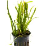 Sagittarius Subulata