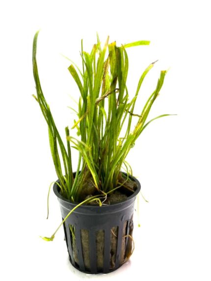 Sagittarius Subulata