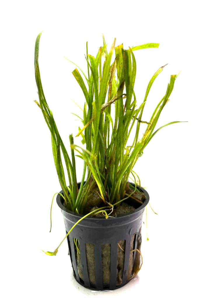 Sagittarius Subulata Sagittarius Subulata - Image 1