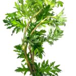 Water Wisteria (Hygrophila Difformis)