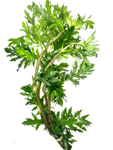 Water Wisteria (Hygrophila Difformis)