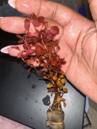 Ludwigia Super Red