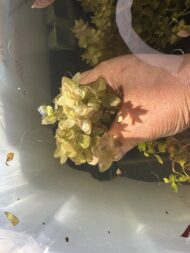 Bacopa Yellow Flame - Image 2