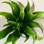 Dracaena 'Janet Craig Compacta