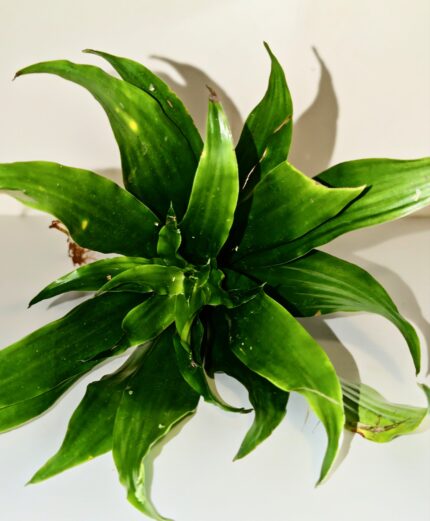 Dracaena 'Janet Craig Compacta
