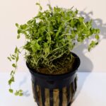 Pearl Weed (Hemianthus Micranthemoides)