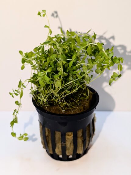 Pearl Weed (Hemianthus Micranthemoides)