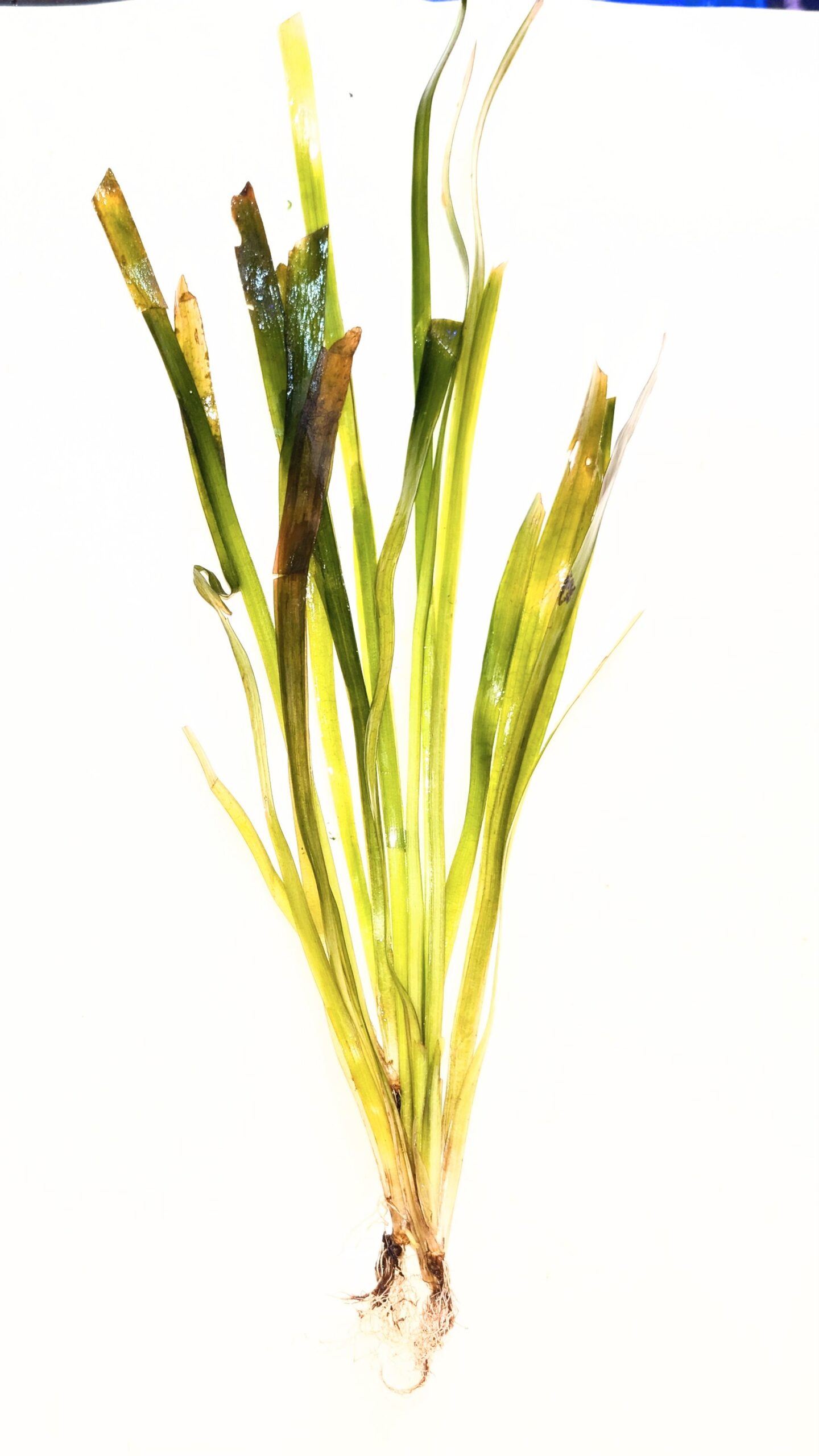 2025/10/1138-scaled.jpg Vallisneria rubra - Image 1