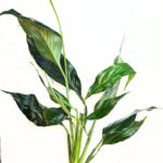 Peace Lily plant,  Spathiphyllum wallisii. 