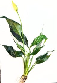 Peace Lily plant,  Spathiphyllum wallisii. 