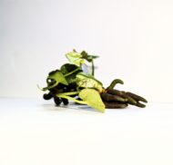 Banana Lily, Nymphoides aquatica.  - Image 3