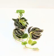 Banana Lily, Nymphoides aquatica.  - Image 2