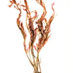 Ludwigia Inclinata