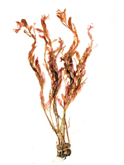 Ludwigia Inclinata
