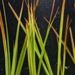 Cyperus Helferi (Aquatic Umbrella Grass)