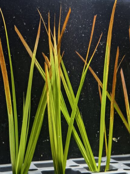 Cyperus Helferi (Aquatic Umbrella Grass)