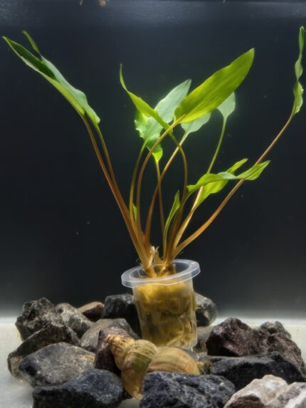 Cryptocoryne Lutea (Crypt Lutea / Brown Crypt)