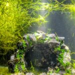 Guppy Grass (Najas guadalupensis) – Hardy, Fast-Growing Beginner Plant