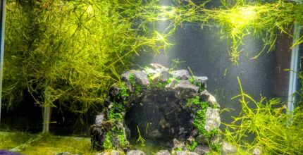 Guppy Grass (Najas guadalupensis) – Hardy, Fast-Growing Beginner Plant