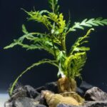 Hygrophila Pinnatifida (Indian Water Fern / Feather Leaf Hygrophila)