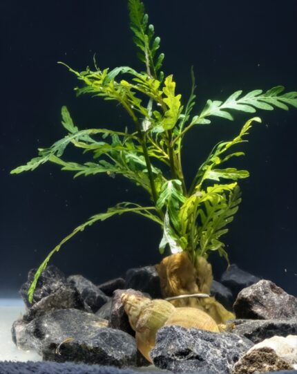 Hygrophila Pinnatifida (Indian Water Fern / Feather Leaf Hygrophila)